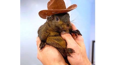 New York state could owe $10 million for internet famous P’Nut the Squirrel’s execution