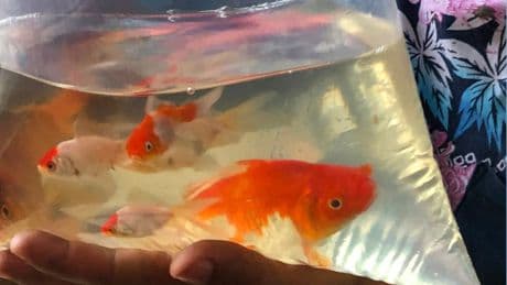 RSPCA calls for ban on goldfish as prizes at funfairs