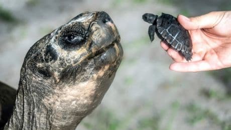 Schildkröte im Zoo Miami: Mit 134 Jahren erstmals Vater