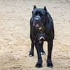 Teacher, 26, whose Cane Corso bit a baby is fined and ordered to muzzle dog