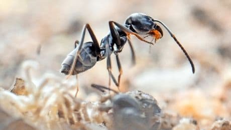 Massive Schäden: Invasion der Mega-Ameisen