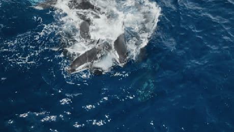 Chilling moment killer whales practice DROWNING each other in horror ‘training session’ captured on film for first time