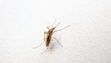 Mücken in Ihrer Wohnung? So finden Sie die Plagegeister