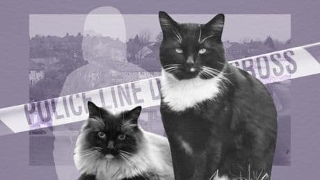 Is the Croydon cat Killer back? The gruesome incidents that hint ‘he never went away’