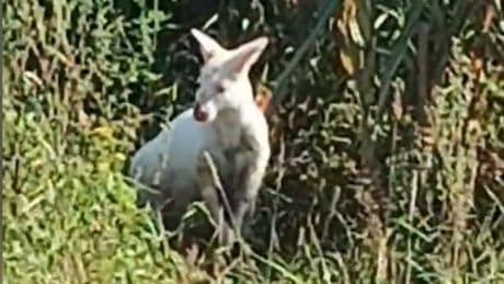 Unheimlich süß - Albino-Känguru im Emsland gesichtet