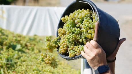 Weinlese: Süffig, süß, spritzig - die Federweißer-Saison beginnt