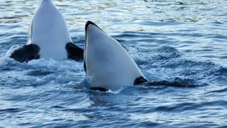 Portugal : un groupe d’orques coule un bateau et endommage un voilier, neuf personnes secourues