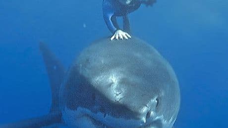 “C’est de la folie pure” : l’influenceuse qui murmure à l’oreille des requins