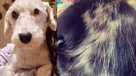 Woman speechless after spotting dead dog's 'ghost markings' on new pups' fur