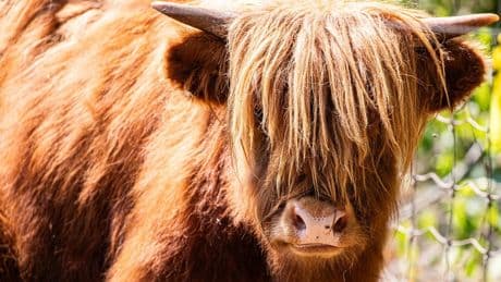 Pair of shaggy Highland cattle making their debut at the Toronto Zoo