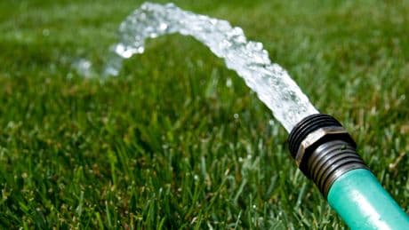 How to save your previous plants as heatwave plays havoc with Scottish gardens