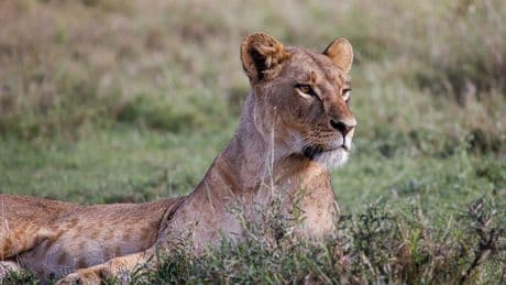 Un empresario alemán muere tras ser atacado por una leona en un safari de lujo en África