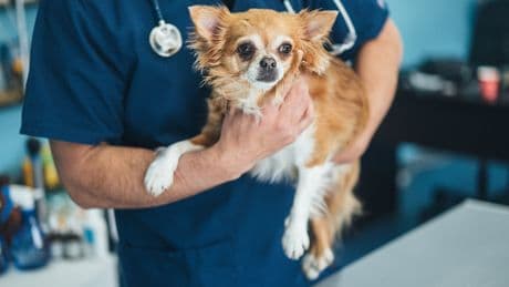 The real reason fewer men may be choosing to become vets