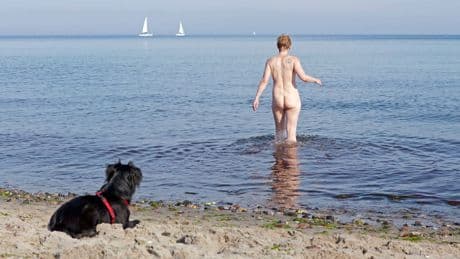 Kurtaxe steigt - Ostsee mit Hunden wird teurer