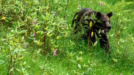 Bären in Europa: Wildbärin Gaia erhält neuen Namen im Schwarzwald