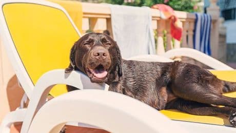 Dog owners urged to avoid walking pets during two times of the day this week