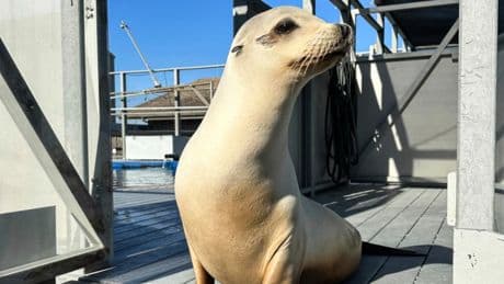 Ronan y su ‘boogie boogie dance’: un león marino demuestra que el ritmo no es solo para los humanos