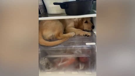 Luchando contra el calor: una perrita se esconde en el frigorífico ante la mirada atónita de su dueña
