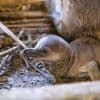 Tierbabys: Mehrere Pinguinküken in Stralsund auf die Welt gekommen