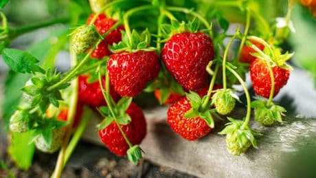 Geschichte der Erdbeere - Seit wann kennen wir eigentlich Erdbeeren?