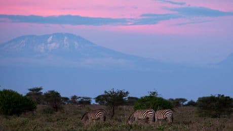 UK aid cuts will cause untold damage, wildlife charities warn – as they fear for future of key programmes