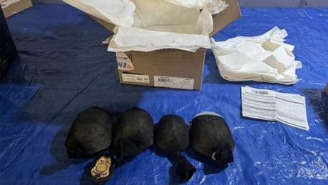 Tiere per Post geschmuggelt: Mann droht lange Haftstrafe in den USA