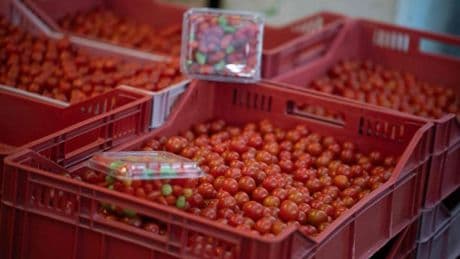 Denuncian posible "fraude masivo" en el etiquetado de tomates cherry en Carrefour