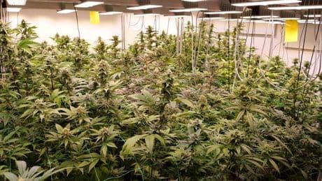 Legalisierung: Bisher 23 Cannabisvereinigungen erlaubt