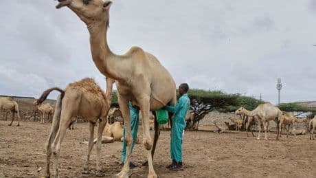 The camel milk revolution is improving nutrition and creating jobs for this African nation