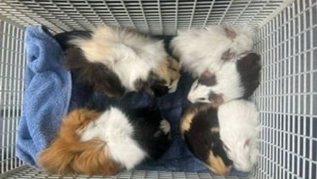 Guinea pigs left to die under hedge as Scottish SPCA makes urgent appeal