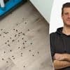 Na vliegenplaag in Gistel: expert vertelt hoe je de beestjes echt weghoudt
