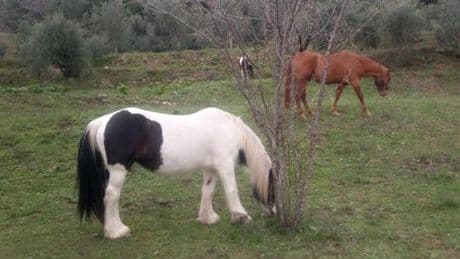 Animali senz’acqua da oltre 20 giorni in un casolare a Riccò: “Enel ripristini la luce”