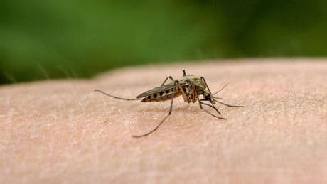 Infektionskrankheiten: Neuer Rekord bei von Mücken übertragenen Viren