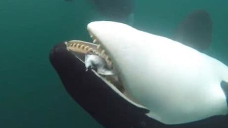 Moment 5-ton killer whale seen giving GIFT to human as scientists capture dozens of baffling orca ‘acts of kindness’