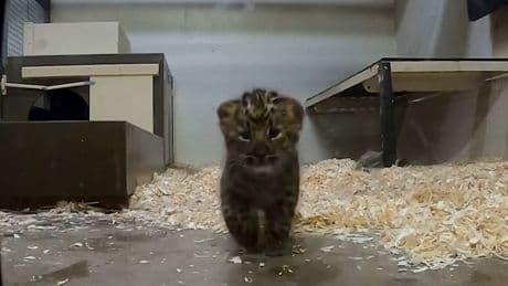 Tapsiger Nachwuchs - Nachwuchs bei den Amurleoparden