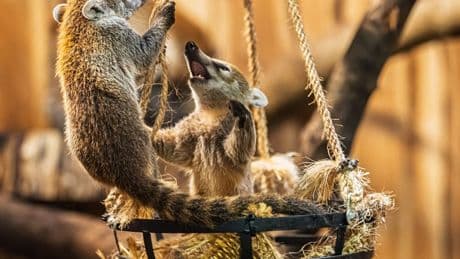 Hessischer Zoo zeigt Nachwuchs von Weißrüssel-Nasenbären
