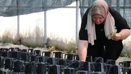 Emekliliğinden sonra girişimci oldu! Ata tohumundan fide yetiştiriyor