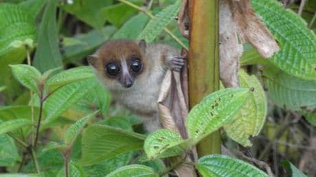 Naturschutz auf Madagaskar: Forscher engagiert sich für den Erhalt der Lemuren