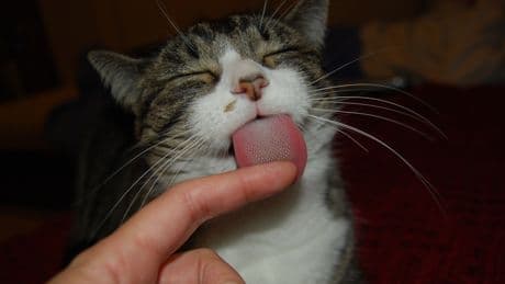 Katze leckt Hand ab: Was steckt dahinter?