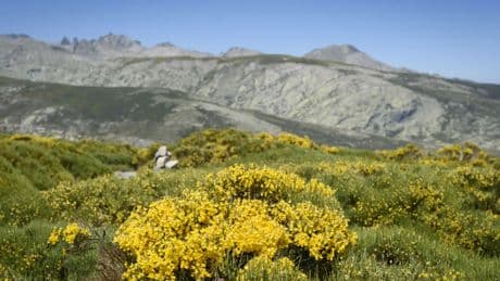 Los lugares más floridos en los que hacerse la foto perfecta esta primavera