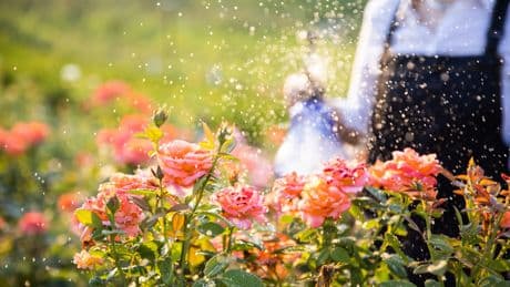 Gelbe Blätter an Rosen: Welche effektiven Mittel dagegen helfen