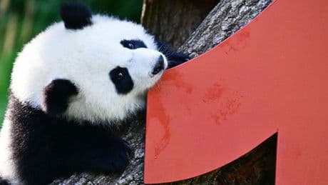 Party bei den Pandas: Leni und Lotti werden ein Jahr