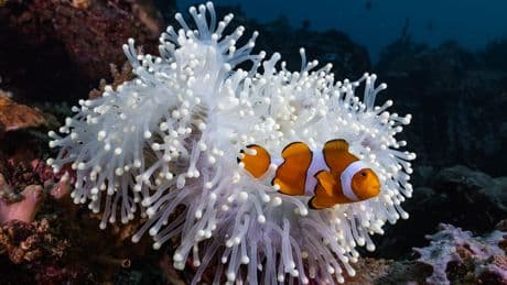 An extreme ocean heat wave did something remarkable to these fish