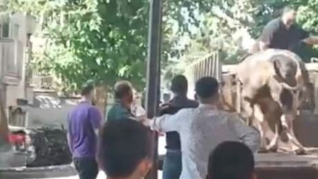 Kurbanlık boğanın saldırısına uğrayan kasap yaralandı