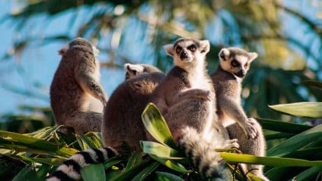 Why longer thumbs in primates were pivotal to human evolution