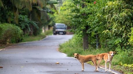 Which countries have rabies? How to avoid disease after woman dies following Morocco holiday