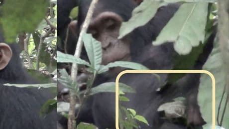 Colocan una cámara trampa y descubren que los chimpancés también utilizan 'papel higiénico'