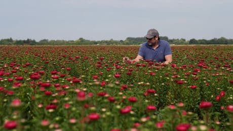 Victorian-era floral favourites Asters make comeback at UK supermarket
