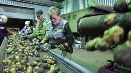 Mangelwirtschaft in Russland: Warum Wladimir Putin die Kartoffeln ausgehen