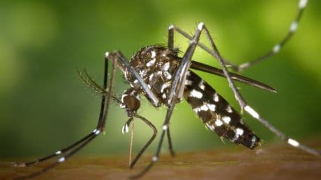 Medizin: Was man über das Chikungunya-Fieber wissen sollte